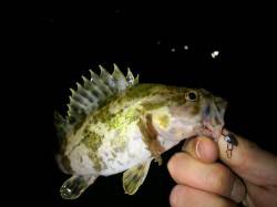 魚住漁港 ガシリングでタケノコメバル＆ガシ…