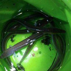 兵庫突堤 ちょい投げでアナゴ5本 ダブルヒットもアリ！