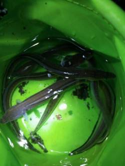 兵庫突堤 ちょい投げでアナゴ5本 ダブルヒ…