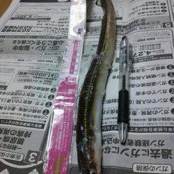 小島 餌取りをかわしアナゴ40cmゲット