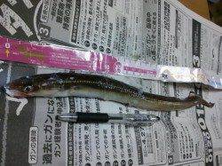小島 餌取りをかわしアナゴ40cmゲット