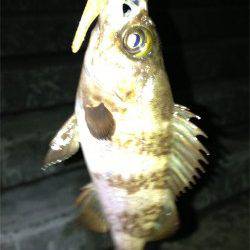 垂水漁港、プルプルとした手応えがたまりません♪