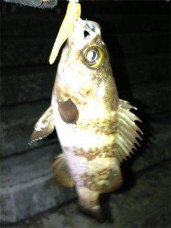 垂水漁港、プルプルとした手応えがたまりません♪