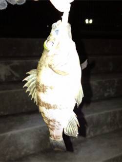 垂水漁港、プルプルとした手応えがたまりませ…