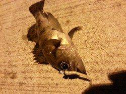 深日でメバリング、良型のメバルもＧＥＴ♪