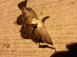 深日でメバリング、良型のメバルもＧＥＴ♪