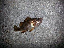 深日でメバリング、良型のメバルもＧＥＴ♪