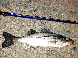 舞洲シーバス釣行〜マゴバチで〜