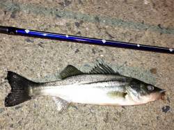 舞洲シーバス釣行〜マゴバチで〜