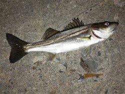 舞洲シーバス釣行〜マゴバチで〜