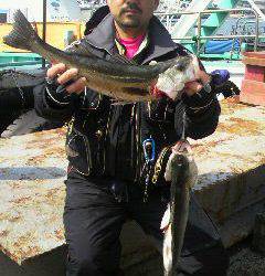 岸和田ハネ好調！今日は沖一文字北や旧の白灯台で揚がっています♪