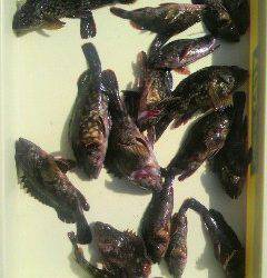 岸和田一文字 シラサ使用でガシラ20匹