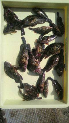 岸和田一文字 シラサ使用でガシラ20匹