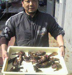 岸和田一文字 シラサ使用でガシラ20匹