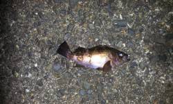 間人でメバリング、深夜から朝マズメまでの釣…