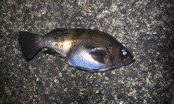 間人でメバリング、深夜から朝マズメまでの釣行