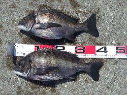 大阪南港 フカセでチヌ41㎝＆43㎝☆