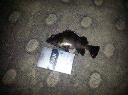 神戸メバリングランガン、お刺身でいただきました☆