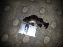 神戸メバリングランガン、お刺身でいただきま…