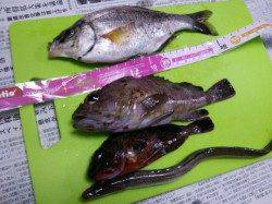 兵突で胴突&ちょい投げ　魚種多様に釣れました♪