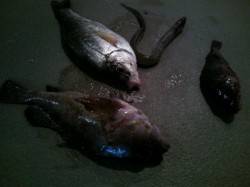 兵突で胴突&ちょい投げ　魚種多様に…