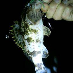 江井ヶ島海岸近くの石積で始めてのロックフィッシュ調査