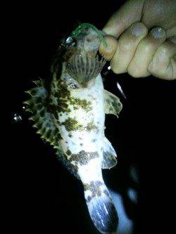 江井ヶ島海岸近くの石積で始めてのロックフィッシュ調査