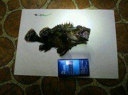 江井ヶ島海岸近くの石積で始めてのロックフィッシュ調査