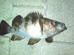 大阪南港 メバリングでメバル19＆22cm