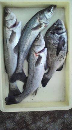 旧一文字白灯、ウキ釣りでハネ・チヌの釣果