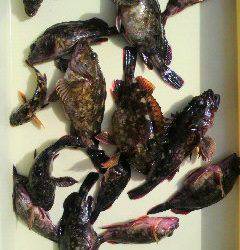 岸和田一文字 シラサ使用でガシラ14～19cm14匹