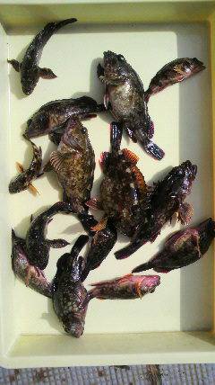 岸和田一文字 シラサ使用でガシラ14～19cm14匹