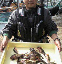 岸和田一文字 シラサ使用でガシラ14～19cm14匹