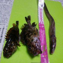 兵庫突堤、胴突とちょい投げの釣果、良型アナゴも♪