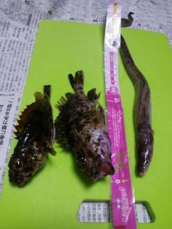 兵庫突堤、胴突とちょい投げの釣果、良型アナ…