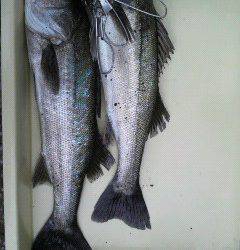 シラサでハネ釣り、好釣ですよ♪