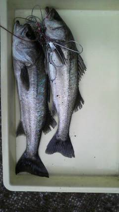 シラサでハネ釣り、好釣ですよ♪