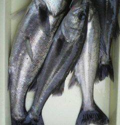 シラサでハネ釣り、好釣ですよ♪