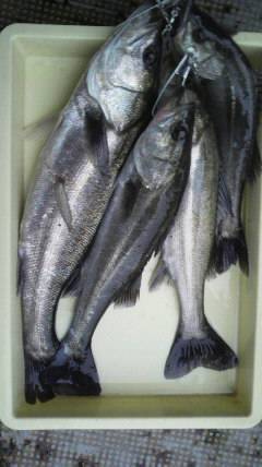 シラサでハネ釣り、好釣ですよ♪