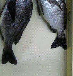 旧一文字赤灯で落とし込み、ナイスサイズのチヌです