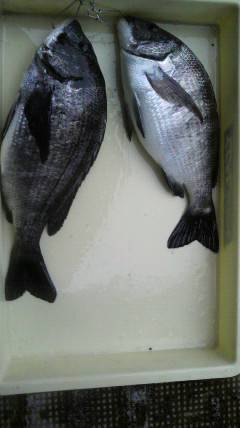 旧一文字赤灯で落とし込み、ナイスサイズのチヌです