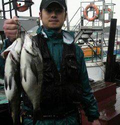 旧一文字赤灯で落とし込み、ナイスサイズのチヌです