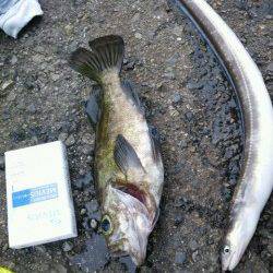 兵突で胴突メバル&ちょい投げでアナゴ46Cm！