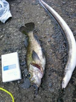 兵突で胴突メバル&ちょい投げでアナ…