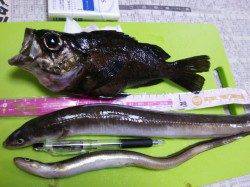 兵突で胴突メバル&ちょい投げでアナゴ46Cm！