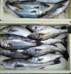 沖一文字北エビ撒き釣果、ハネ 24匹 と大漁です！