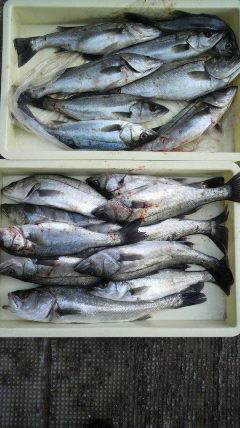 沖一文字北エビ撒き釣果、ハネ 24匹 と大…