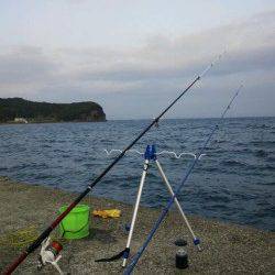 大川漁港付近でちょい投げ、アナゴの釣果