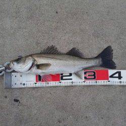 夕方に山田渡船の波止場でエビ撒き釣りの釣果