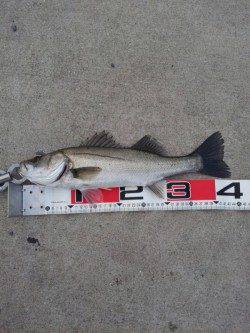 夕方に山田渡船の波止場でエビ撒き釣りの釣果